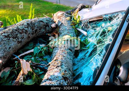 Tree branches lie on car's windshield in yard, showing signs of storm damage, with leaves scattered around area. Stock Photo