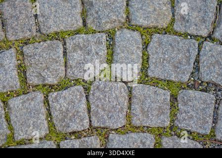Cobblestone pavement texture with natural stone blocks and green grass and moss. Urban street surface background, old city road pattern, outdoor stone Stock Photo