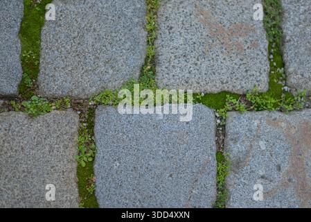 Cobblestone pavement texture with natural stone blocks and green grass and moss. Urban street surface background, old city road pattern, outdoor stone Stock Photo