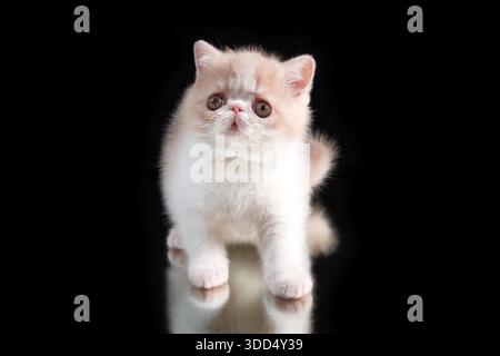 A cute red kitten of an exotic shorthair Persian breed sits on a dark background in close-up. The kitten is playing with its reflection Stock Photo