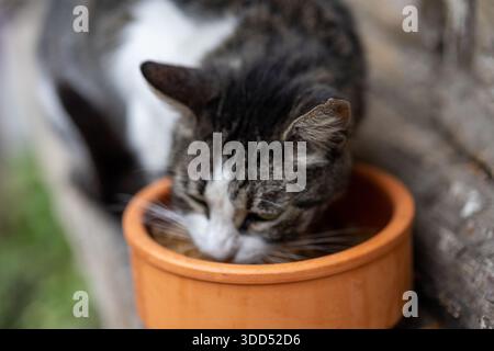 Candid close-up of stray calico cat eating dry kibble from a stainless steel bowl on an Istanbul street Stock Photo