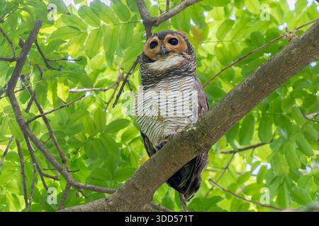 spotted wood owl, Strix seloputo, single adult perched on branch of a tree in a park in Singapore Stock Photo