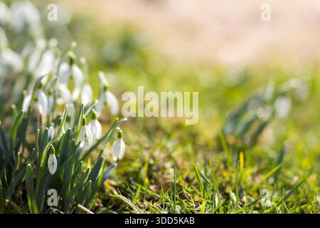 snowdrops - one of the first spring flowers Stock Photo