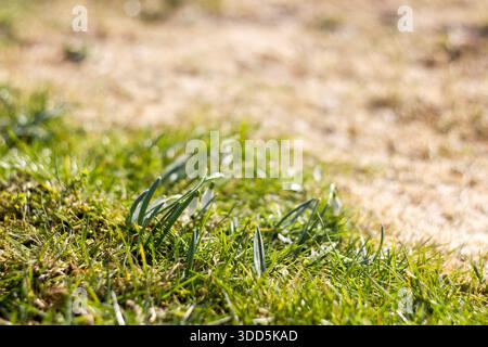 snowdrops - one of the first spring flowers Stock Photo