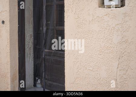 A curious white cat peeks through a mesh screen door of a traditional house in Archanes, Crete, Greece, with textured plaster walls. Stock Photo