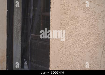 A curious white cat peeks through a mesh screen door of a traditional house in Archanes, Crete, Greece, with textured plaster walls. Stock Photo