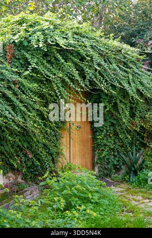 Lush green ivy and vibrant pink bougainvillea covering a rustic wall and a wooden gate in a beautiful garden in Archanes, Crete, Greece. Stock Photo