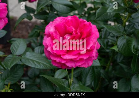 Pretty Lady Rose flowers growing in the garden. United States. Stock Photo