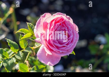 My Grandma rose in the garden. New Zealand, 2024. Stock Photo