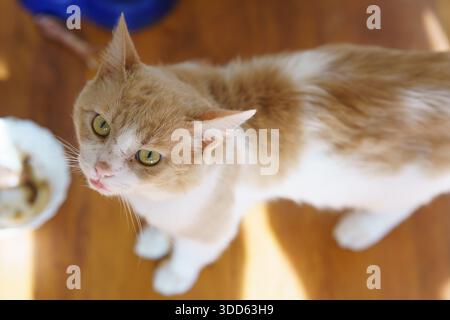 An orange and white cat stands on a wooden floor with its eyes focused on the camera while nearby is a bowl. Stock Photo