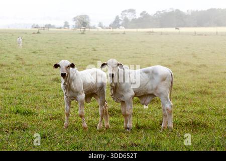 Nelore calf on green grass. Sao Paulo state, Brazil Stock Photo