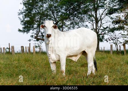 Closeup of Nelore cattle on green grass. Sao Paulo state, Brazil Stock Photo