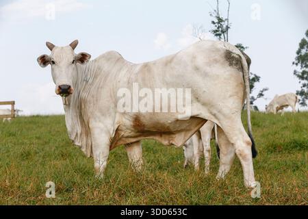 Closeup of Nelore cattle on green grass. Sao Paulo state, Brazil Stock Photo
