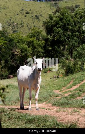 Closeup of Nelore cattle on green grass. Sao Paulo state, Brazil Stock Photo