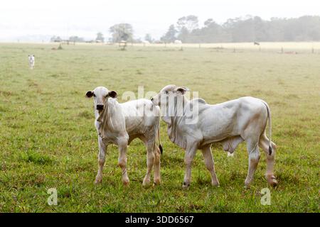 Closeup of Nelore calf on green grass. Sao Paulo state, Brazil Stock Photo