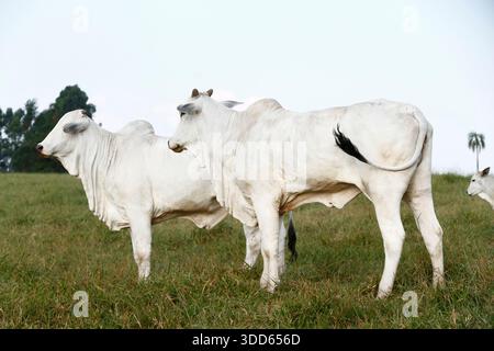 Closeup of Nelore cattle on green grass. Sao Paulo state, Brazil Stock Photo