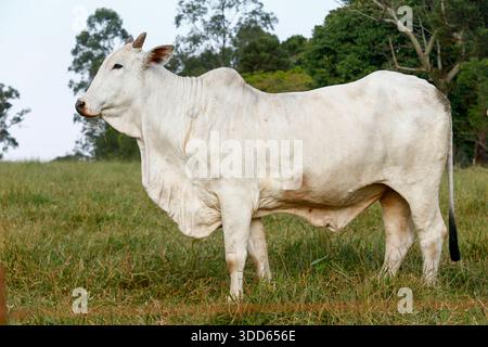 Closeup of Nelore cattle on green grass. Sao Paulo state, Brazil Stock Photo