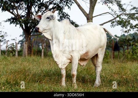 Closeup of Nelore cattle on green grass. Sao Paulo state, Brazil Stock Photo