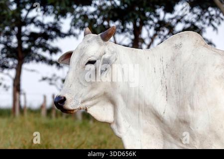 Closeup of Nelore cattle on green grass. Sao Paulo state, Brazil Stock Photo