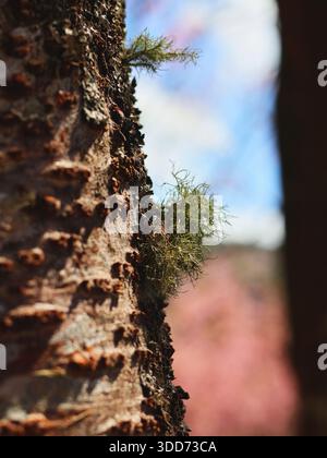 A close-up photograph of a lichen, also known as "old man's beard," clinging to the rough-textured bark of a tree. Stock Photo