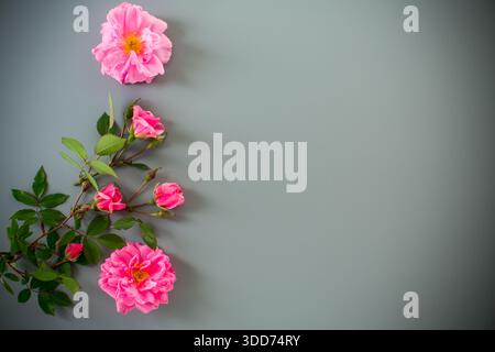 Pink garden roses on a gray background. Stock Photo
