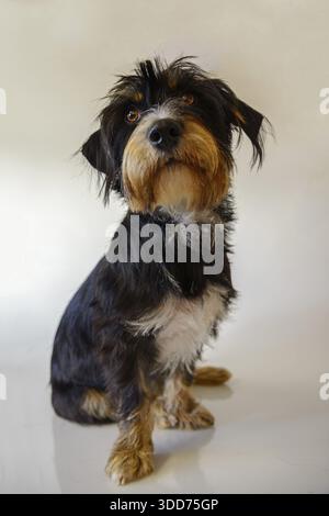 A dog sitting in front of a white background, mixed breed dog, wire-haired dachshund terrier-Havanese mix, male, Germany Stock Photo