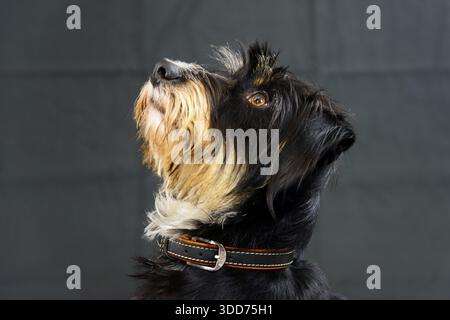 A dog looks up against a dark background, mixed breed dog, wire-haired dachshund terrier-Havanese mix, male, Germany Stock Photo
