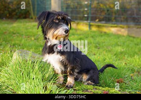 A dog sitting in the grass in the sun, mixed breed, wire-haired dachshund terrier-Havanese mix, male, Ilsede, Lower Saxony, Germany Stock Photo