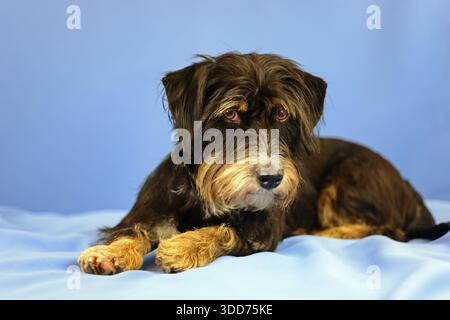 A black and brown dog is lying relaxed on a blue background, mixed breed dog, wire-haired dachshund terrier-Havanese mix, male, Germany Stock Photo