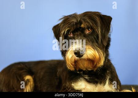 A dog looks expectantly at the camera in front of a blue wall, mixed breed dog, wire-haired dachshund terrier-Havanese mix, male, Germany Stock Photo