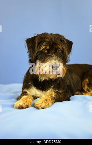 An attention-looking black and brown dog lying on a blue background, mixed breed dog, wire-haired dachshund terrier-Havanese mix, male, Germany Stock Photo