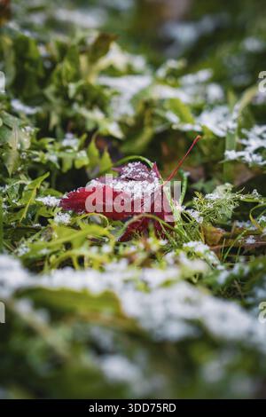 Red leaf covered with snow in the middle of green grass, Stadtgarten Pforzheim, Germany Stock Photo