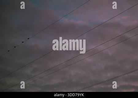 High-voltage cables with birds sitting on them, grey winter evening sky Stock Photo