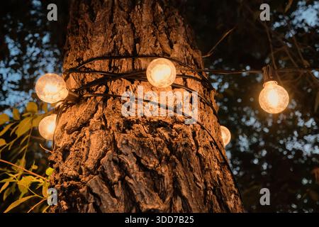 String lights wrap around tree trunk, glowing warmly in the evening Stock Photo