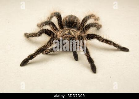 Studio Shot of Curly Hair Tarantula Isolated on Light Textured Background Stock Photo