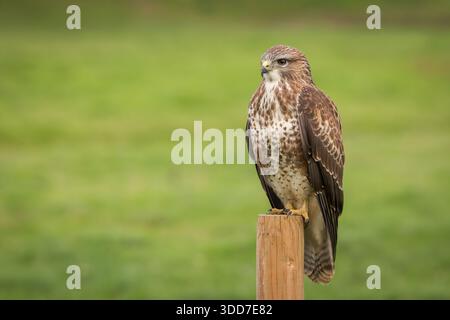 Common Buzzard [ Buteo buteo ] on fence post Stock Photo
