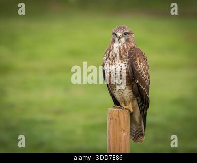 Common Buzzard [ Buteo buteo ] on fence post Stock Photo