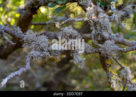 beard lichen, likely from the genus Usnea, also commonly known as Old Man's Beard. These lichens are a type of fruticose lichen that grows in tufts on Stock Photo
