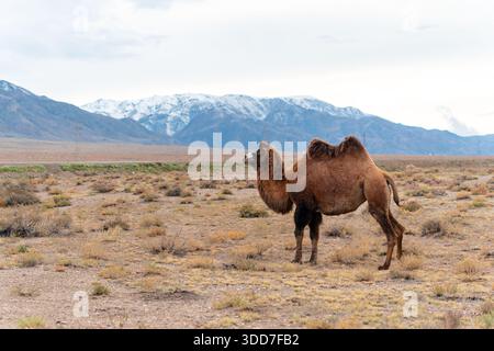 The Bactrian camel (Camelus bactrianus), also known as the Mongolian camel or domestic Bactrian camel, is a large even-toed ungulate native to the ste Stock Photo