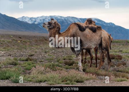The Bactrian camel (Camelus bactrianus), also known as the Mongolian camel or domestic Bactrian camel, is a large even-toed ungulate native to the ste Stock Photo