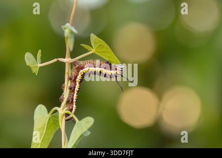 Colorful caterpillar feeding on a small green leaf, showcasing its unique patterns in a natural outdoor environment Stock Photo