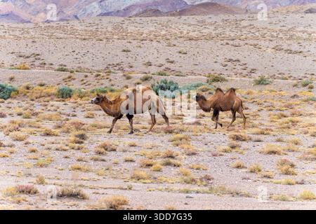 The Bactrian camel (Camelus bactrianus), also known as the Mongolian camel or domestic Bactrian camel, is a large even-toed ungulate native to the ste Stock Photo