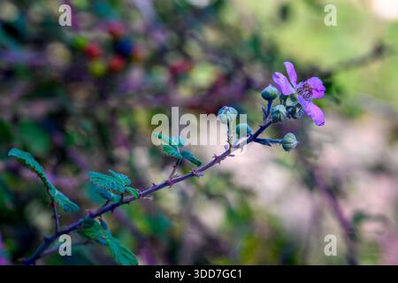 Rubus ulmifolius subsp. sanctus syn Rubus sanguineus, commonly called holy bramble, is a bramble native to parts of Asia and Europe Photographed in Na Stock Photo