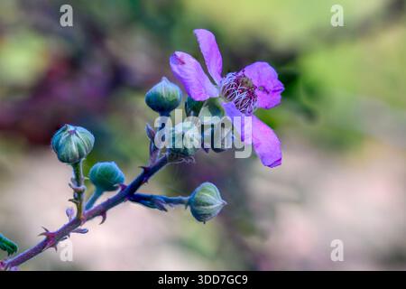 Rubus ulmifolius subsp. sanctus syn Rubus sanguineus, commonly called holy bramble, is a bramble native to parts of Asia and Europe Photographed in Na Stock Photo