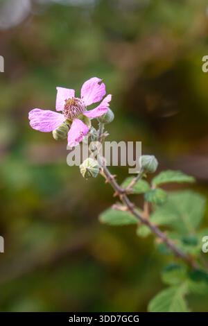 Rubus ulmifolius subsp. sanctus syn Rubus sanguineus, commonly called holy bramble, is a bramble native to parts of Asia and Europe Photographed in Na Stock Photo