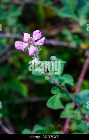 Rubus ulmifolius subsp. sanctus syn Rubus sanguineus, commonly called holy bramble, is a bramble native to parts of Asia and Europe Photographed in Na Stock Photo