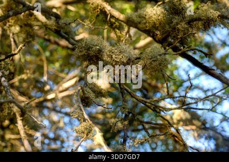 beard lichen, likely from the genus Usnea, also commonly known as Old Man's Beard. These lichens are a type of fruticose lichen that grows in tufts on Stock Photo