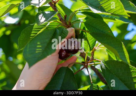 A close-up view shows a hand reaching to pick two ripe, dark red cherries from a lush green tree branch outdoors. Stock Photo