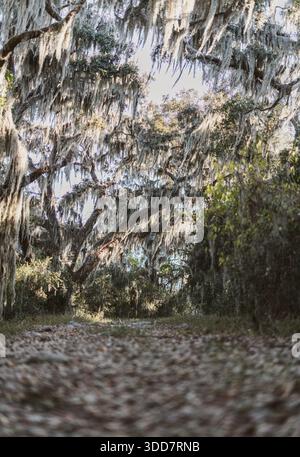 Trail through the oaks with spanish moss in Savannah Wildlife Refuge Stock Photo