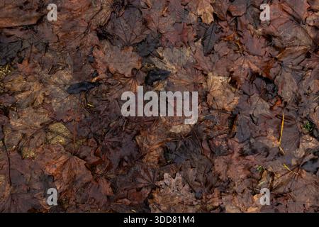 rain-covered asphalt road with subtle reflections, creating a moody urban surface texture and atmospheric background Stock Photo